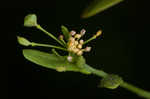 Roadside pennycress 